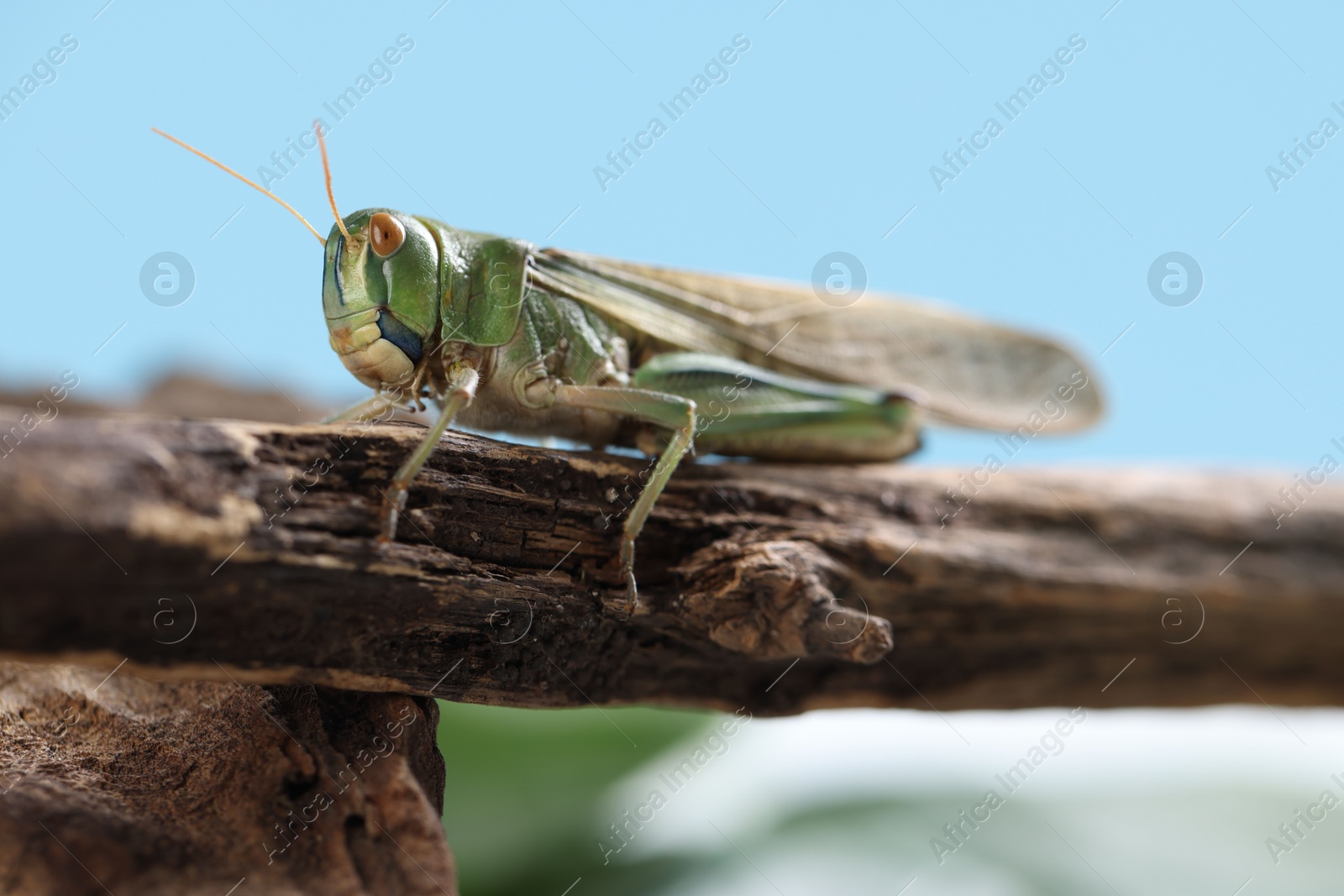 One locust on branch outdoors, closeup. Wild insect Photo of One locust on branch outdoors, closeup. Wild insect