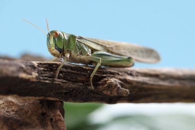 Photo of One locust on branch outdoors, closeup. Wild insect