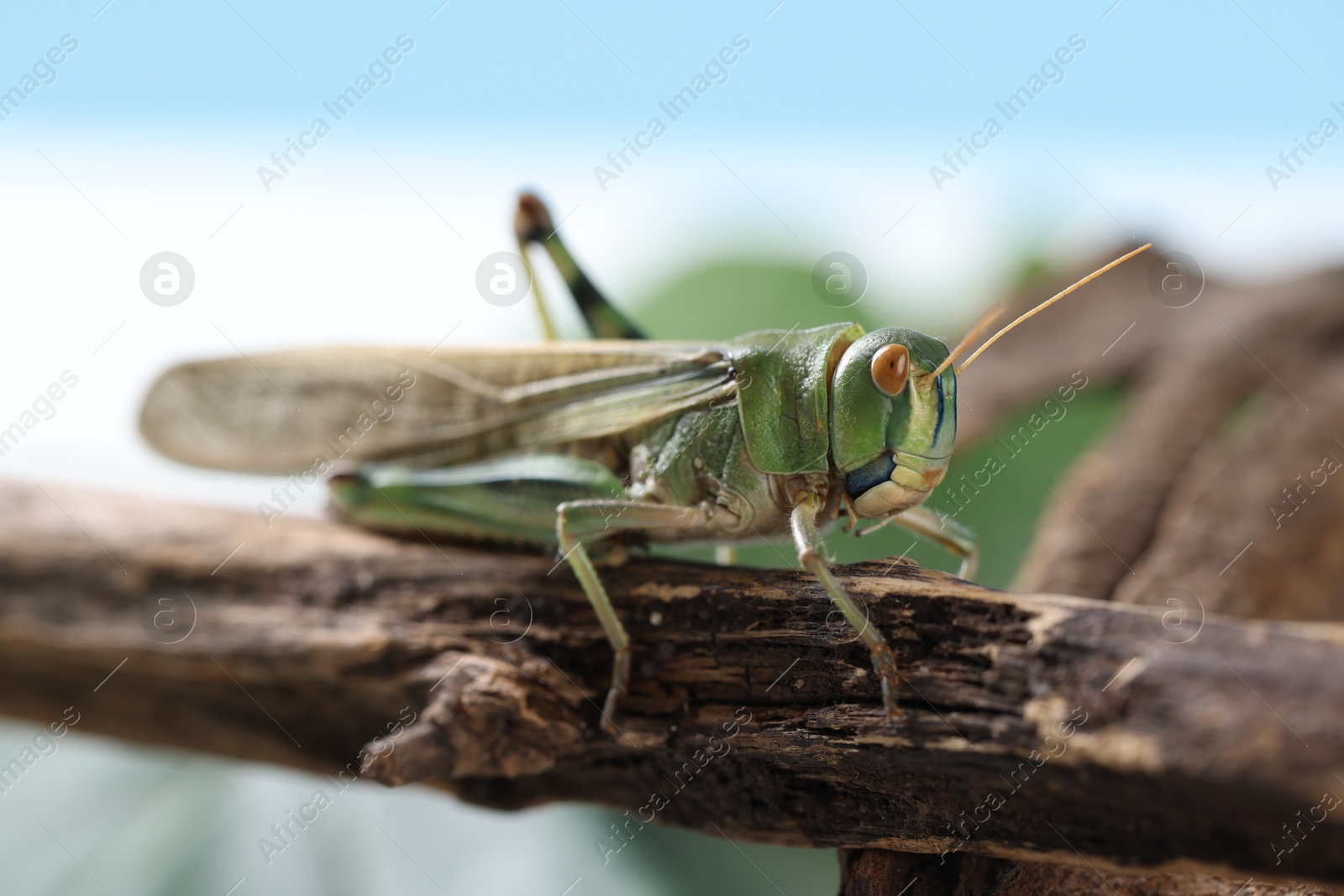 One locust on branch outdoors, closeup. Wild insect Photo of One locust on branch outdoors, closeup. Wild insect