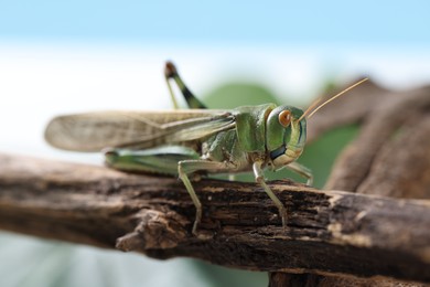 Photo of One locust on branch outdoors, closeup. Wild insect