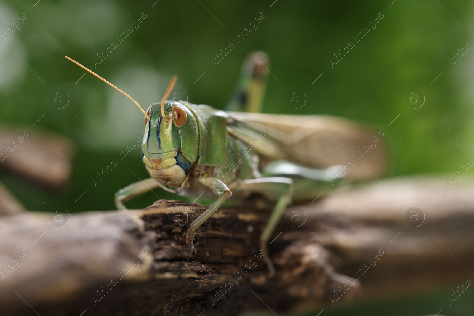 One locust on branch outdoors, closeup. Wild insect Photo of One locust on branch outdoors, closeup. Wild insect