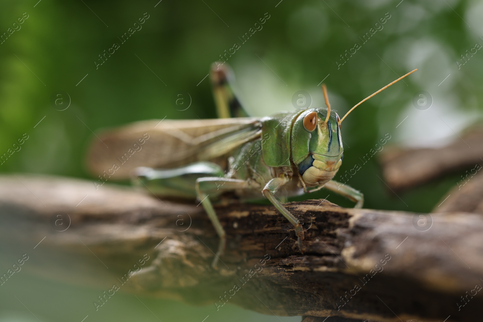 One locust on branch outdoors, closeup. Wild insect Photo of One locust on branch outdoors, closeup. Wild insect