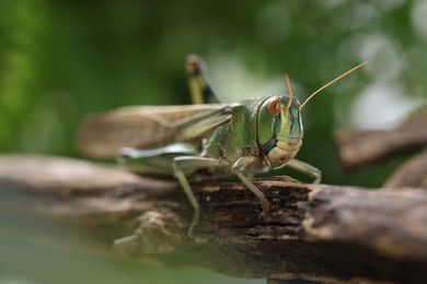 Photo of One locust on branch outdoors, closeup. Wild insect
