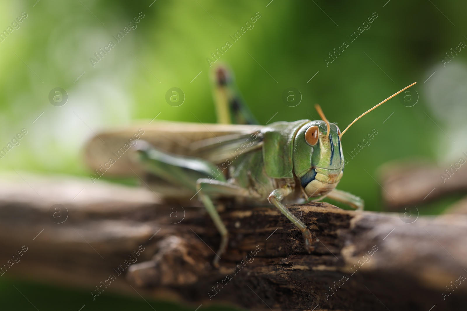 One locust on branch outdoors, closeup. Wild insect Photo of One locust on branch outdoors, closeup. Wild insect