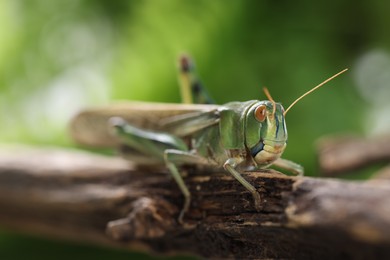 Photo of One locust on branch outdoors, closeup. Wild insect