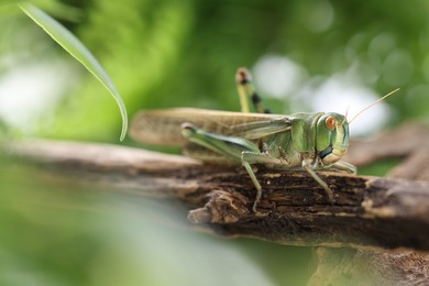Photo of One locust on branch outdoors, closeup. Wild insect