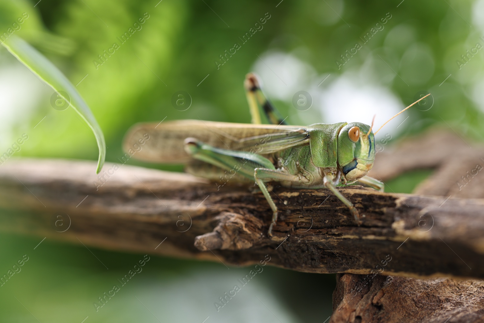One locust on branch outdoors, closeup. Wild insect Photo of One locust on branch outdoors, closeup. Wild insect