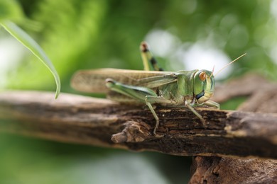 Photo of One locust on branch outdoors, closeup. Wild insect
