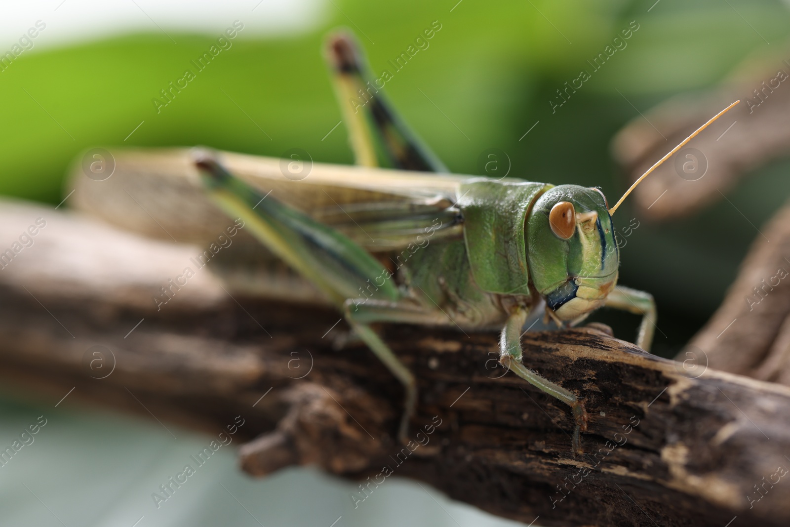 One locust on branch outdoors, closeup. Wild insect Photo of One locust on branch outdoors, closeup. Wild insect