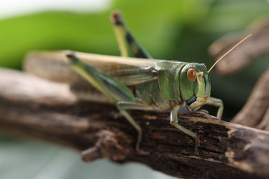 Photo of One locust on branch outdoors, closeup. Wild insect