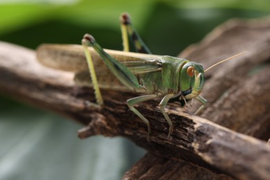 Photo of One locust on branch outdoors, closeup. Wild insect