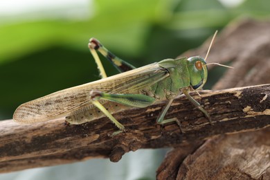 Photo of One locust on branch outdoors, closeup. Wild insect
