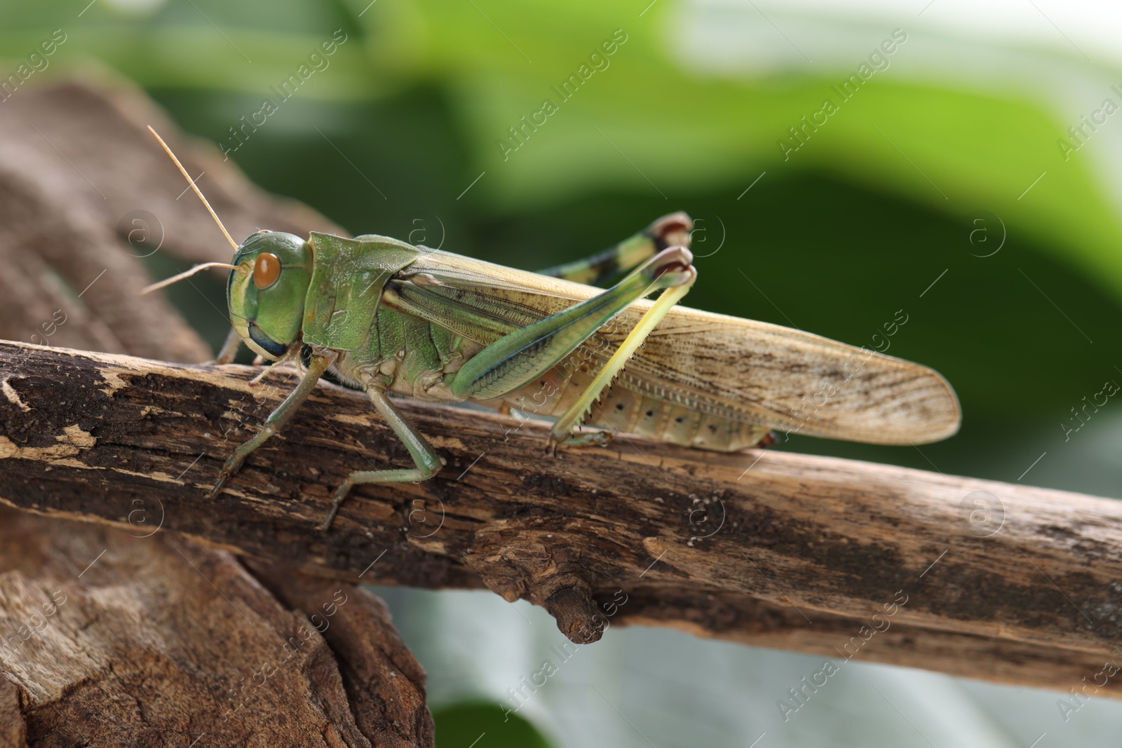 One locust on branch outdoors, closeup. Wild insect Photo of One locust on branch outdoors, closeup. Wild insect