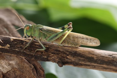 Photo of One locust on branch outdoors, closeup. Wild insect