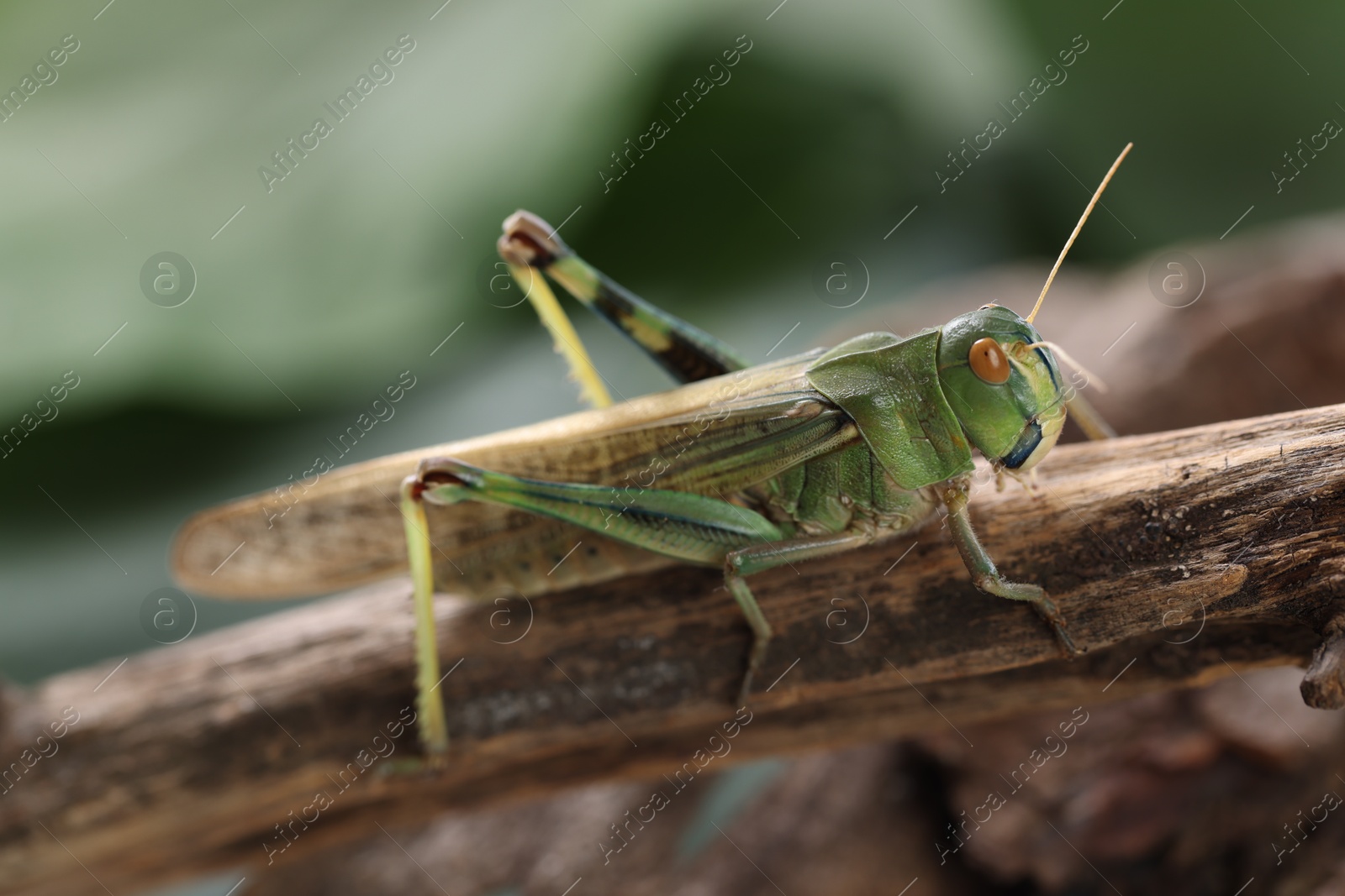 One locust on branch outdoors, closeup. Wild insect Photo of One locust on branch outdoors, closeup. Wild insect