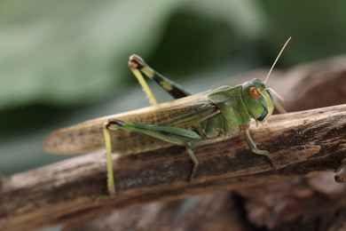 Photo of One locust on branch outdoors, closeup. Wild insect