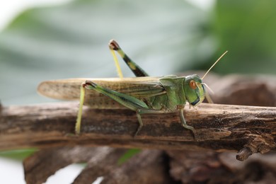 Photo of One locust on branch outdoors, closeup. Wild insect