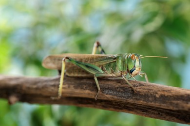 Photo of One locust on branch outdoors, closeup. Wild insect