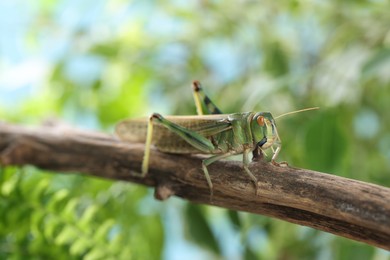 Photo of One locust on branch outdoors, closeup. Wild insect