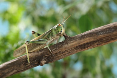 Photo of One locust on branch outdoors, closeup. Wild insect