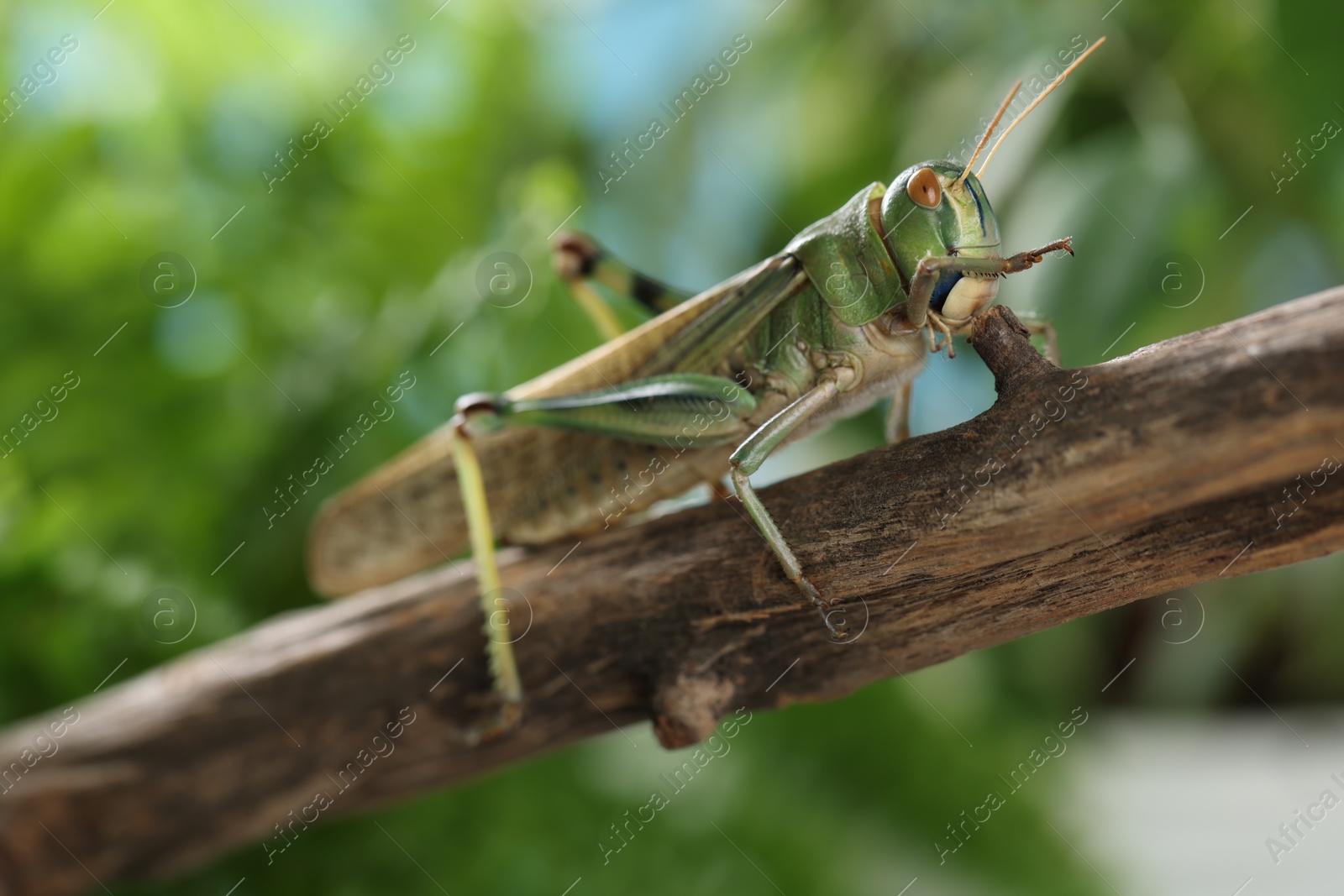 One locust on branch outdoors, closeup. Wild insect Photo of One locust on branch outdoors, closeup. Wild insect