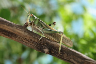 Photo of One locust on branch outdoors, closeup. Wild insect