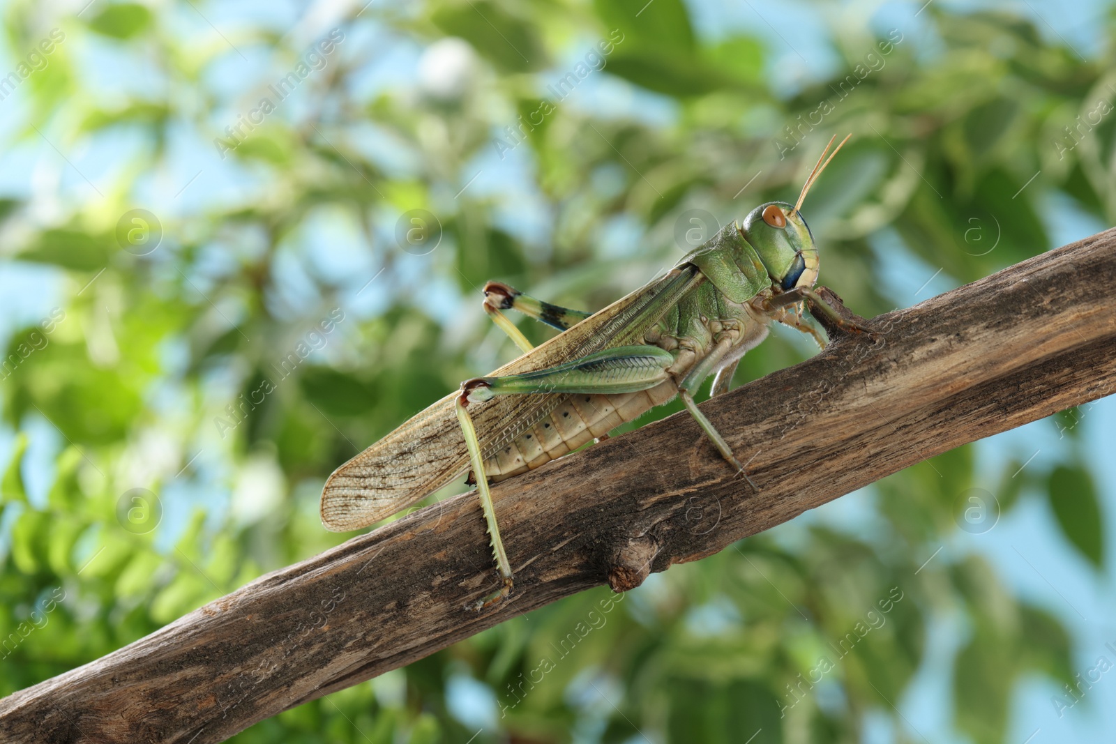One locust on branch outdoors, closeup. Wild insect Photo of One locust on branch outdoors, closeup. Wild insect