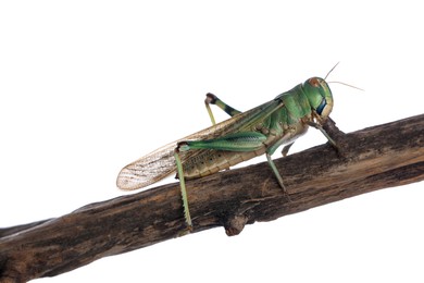 Photo of One locust on snag against white background. Wild insect