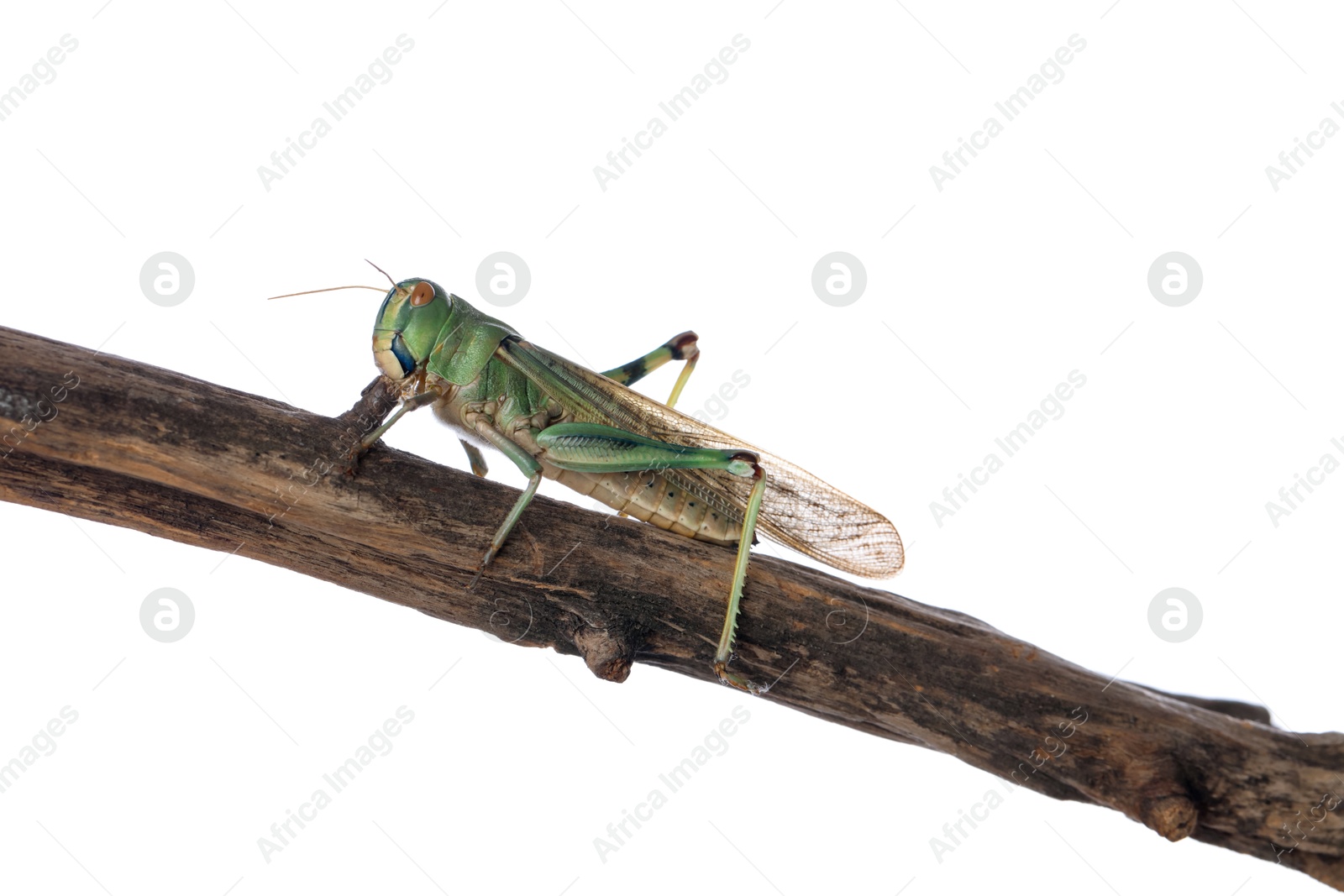 One locust on snag against white background. Wild insect Photo of One locust on snag against white background. Wild insect