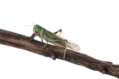 Photo of One locust on snag against white background. Wild insect