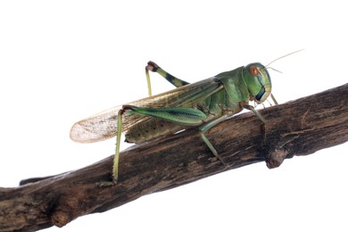Photo of One locust on snag against white background. Wild insect