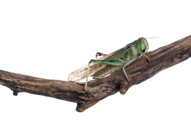 Photo of One locust on snag against white background. Wild insect