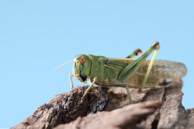 Photo of One locust on snag against light blue background, closeup. Wild insect