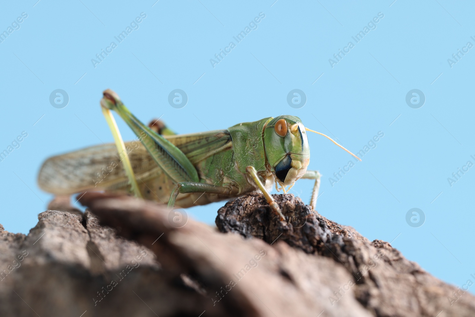One locust on snag against light blue background, closeup. Wild insect Photo of One locust on snag against light blue background, closeup. Wild insect
