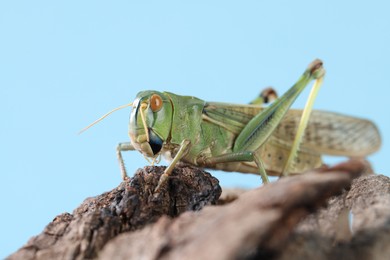 Photo of One locust on snag against light blue background, closeup. Wild insect