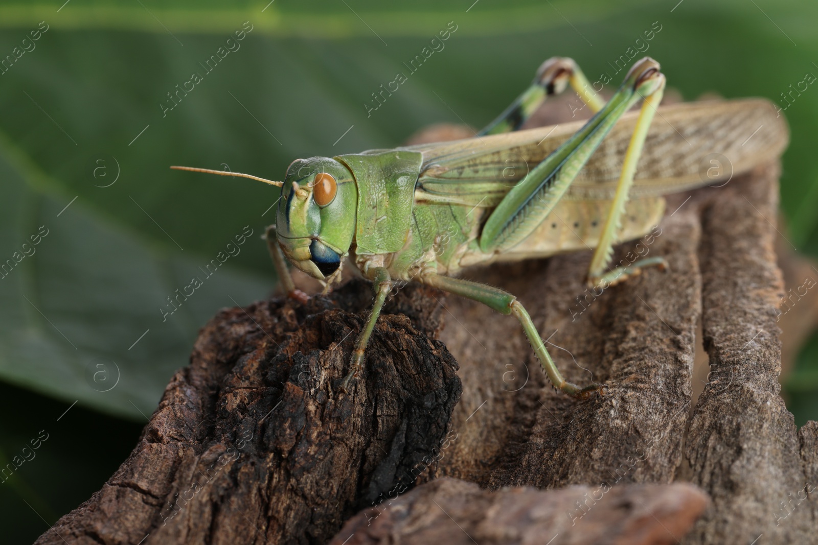 One locust on snag outdoors, closeup. Wild insect Photo of One locust on snag outdoors, closeup. Wild insect