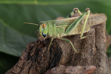 Photo of One locust on snag outdoors, closeup. Wild insect