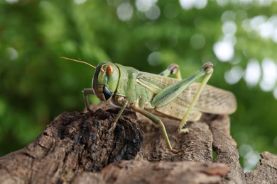 Photo of One locust on snag outdoors, closeup. Wild insect