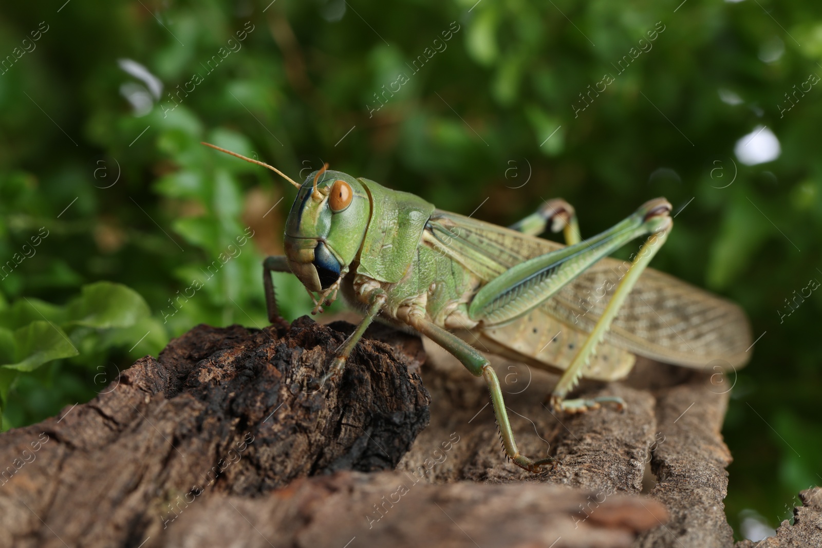 One locust on snag outdoors, closeup. Wild insect Photo of One locust on snag outdoors, closeup. Wild insect