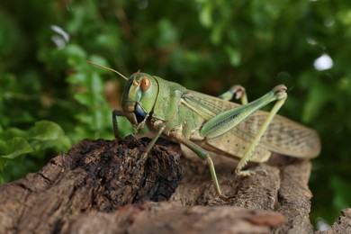 Photo of One locust on snag outdoors, closeup. Wild insect