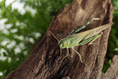 Photo of One locust on snag outdoors, closeup. Wild insect