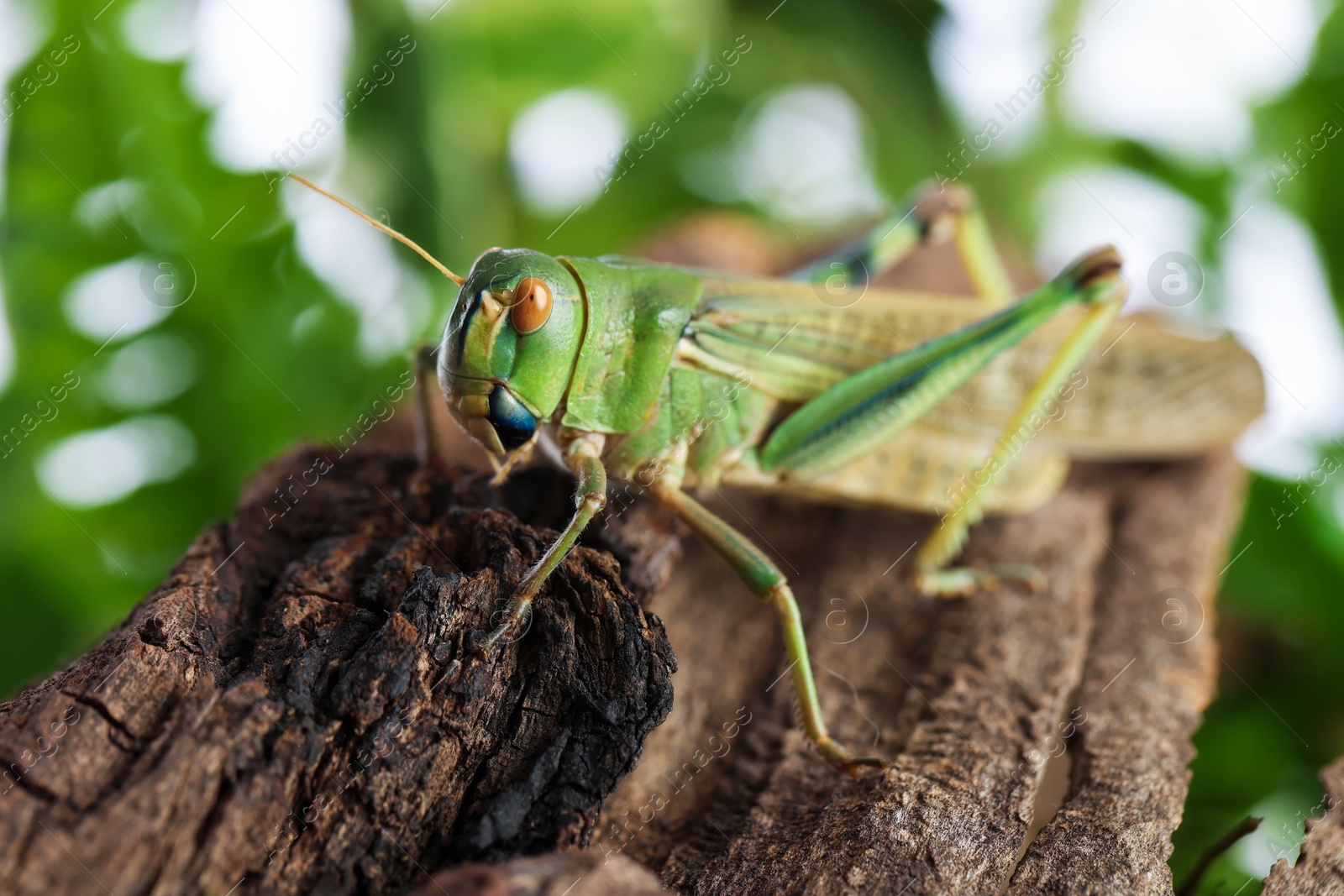 One locust on snag outdoors, closeup. Wild insect Photo of One locust on snag outdoors, closeup. Wild insect