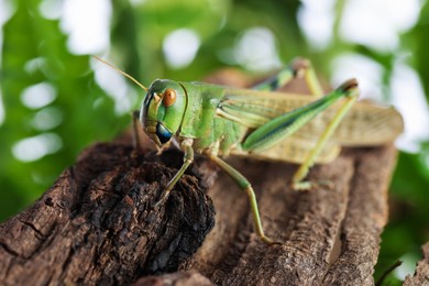Photo of One locust on snag outdoors, closeup. Wild insect