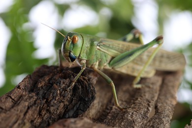 Photo of One locust on snag outdoors, closeup. Wild insect