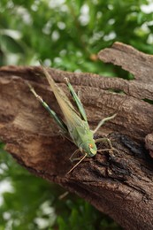 Photo of One locust on snag outdoors, above view. Wild insect