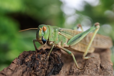 Photo of One locust on snag outdoors, closeup. Wild insect