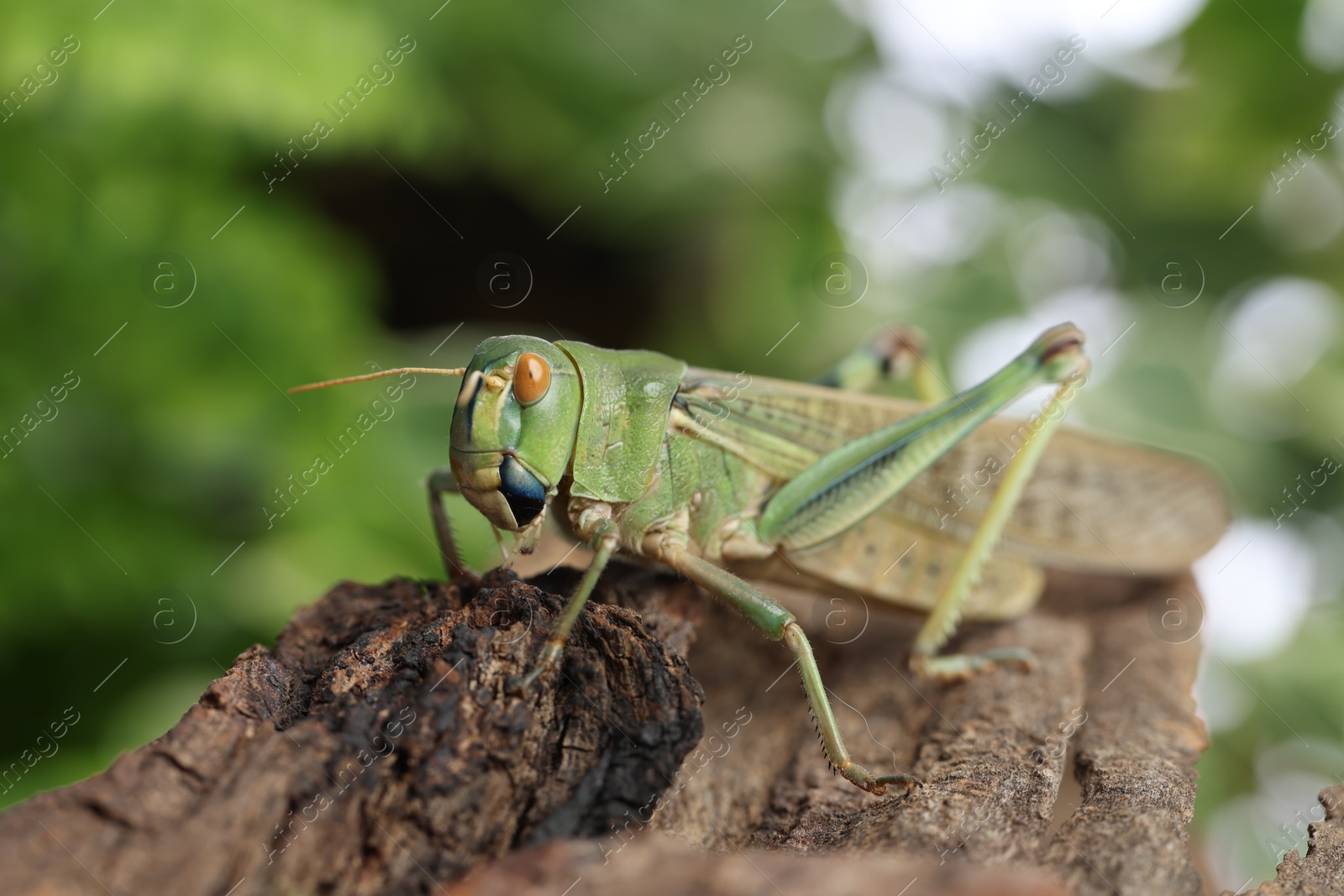 One locust on snag outdoors, closeup. Wild insect Photo of One locust on snag outdoors, closeup. Wild insect