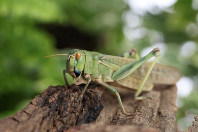 Photo of One locust on snag outdoors, closeup. Wild insect
