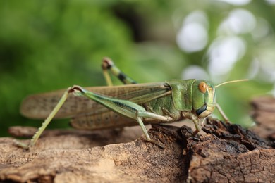 Photo of One locust on snag outdoors, closeup. Wild insect