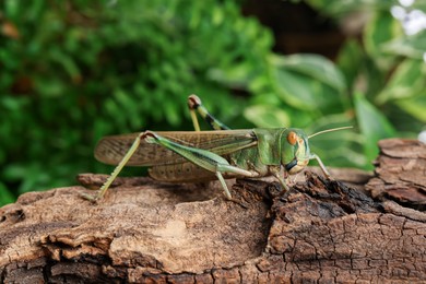 Photo of One locust on snag outdoors, closeup. Wild insect